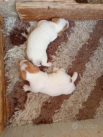 Jack Russell