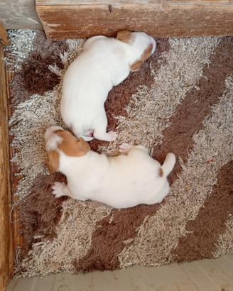 Jack Russell