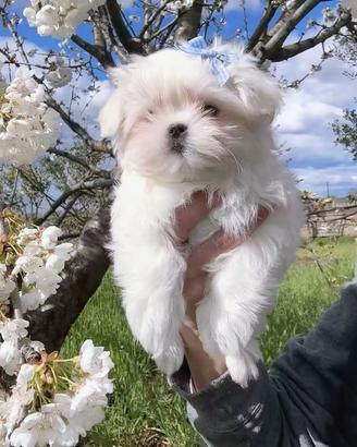 Maltese coreano maschietto con pedigree Enci