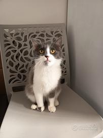 Kessy gatta pelo medio