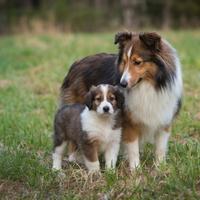 Cuccioli pastore scozzese lessie mix