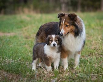 Cuccioli pastore scozzese lessie mix
