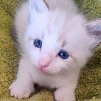 Cuccioli Ragdoll