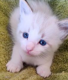 Cuccioli Ragdoll