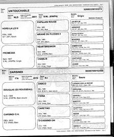 Cavallo da salto di 5 anni, sauro