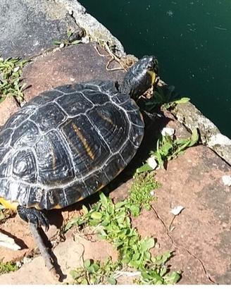 tartaruga di acqua 