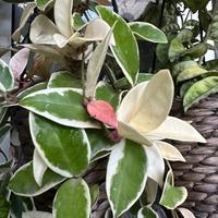 Hoya Albomarginata (rara e variegata)