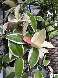 Hoya Albomarginata (rara e variegata)