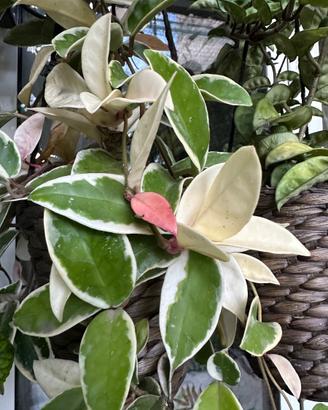 Hoya Albomarginata (rara e variegata)