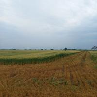 Terreno agricolo 4 ha + impianto irrigazione fisso