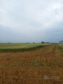 Terreno agricolo 4 ha + impianto irrigazione fisso