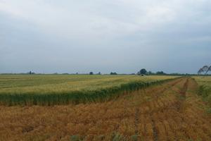 Terreno agricolo 4 ha + impianto irrigazione fisso