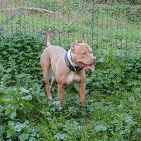 Pitbull ukc