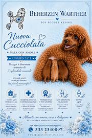 Splendidi Barboncini Toy Red  con Pedigree
