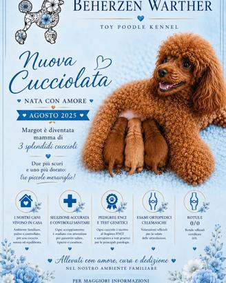 Splendidi Barboncini Toy Red  con Pedigree