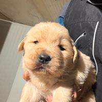 Cucciola di Golden Retriever Americano 100%