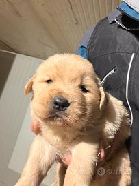 Cucciola di Golden Retriever Americano 100%