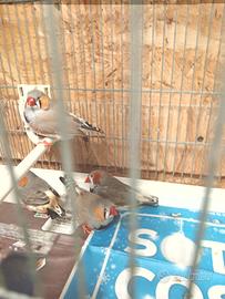 Diamantini e ruficauda