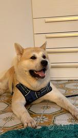 Akita inu maschio - cane da monta