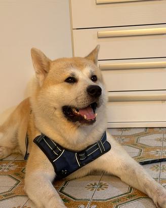 Akita inu maschio - cane da monta