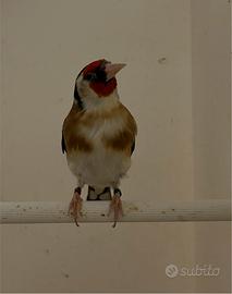 Cardellini portatore lutino