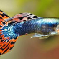 Guppy