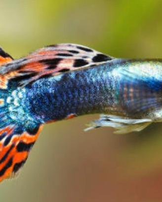 Guppy