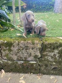 Maschietto di bassotto nano