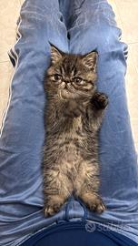 Gatto exotic shorthair