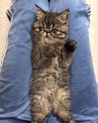 Gatto exotic shorthair