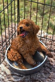 Barboncino nano rosso