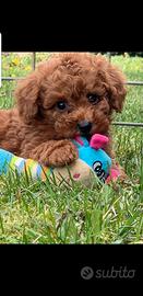 Barboncino MASCHI & FEMMINE