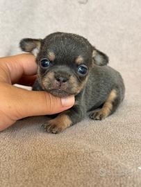 Chihuahua blue tan
