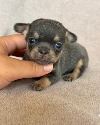 Chihuahua blue tan