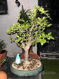 Pianta