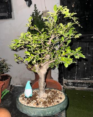Pianta