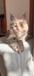 Celine gatta Maine Coon con pedigree