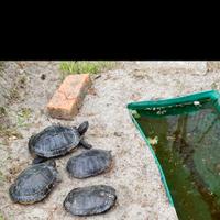 Tartarughe d'acqua