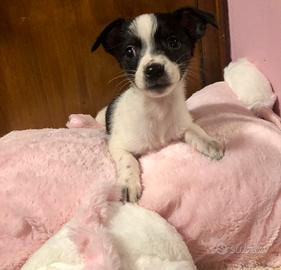 Jacktese jack russel e maltese