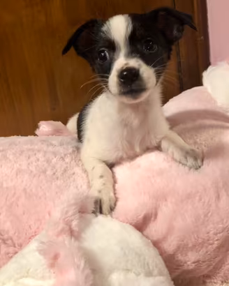 Jacktese jack russel e maltese