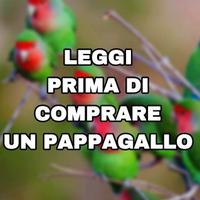 Pappagallo