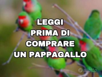 Pappagallo