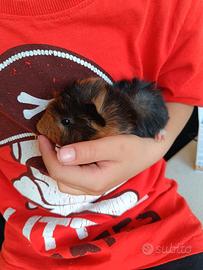 Cuccioli di cavia peruviana