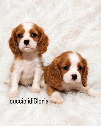 Stupendi cavalier king