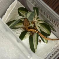 Cucciolo di Geco Ciliatus
