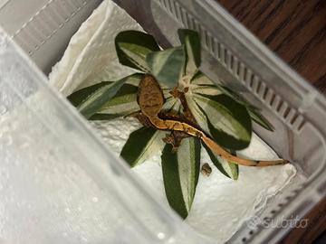 Cucciolo di Geco Ciliatus