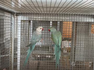 Coppia parrocchetti da collare