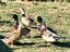 Immagine 4