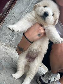 Cuccioli di pastore maremmano