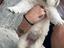 Immagine 1